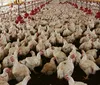 Paraná intensifica ações sanitárias para proteger aviários