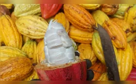 Cacau do Litoral do Paraná pode dar origem a chocolate único