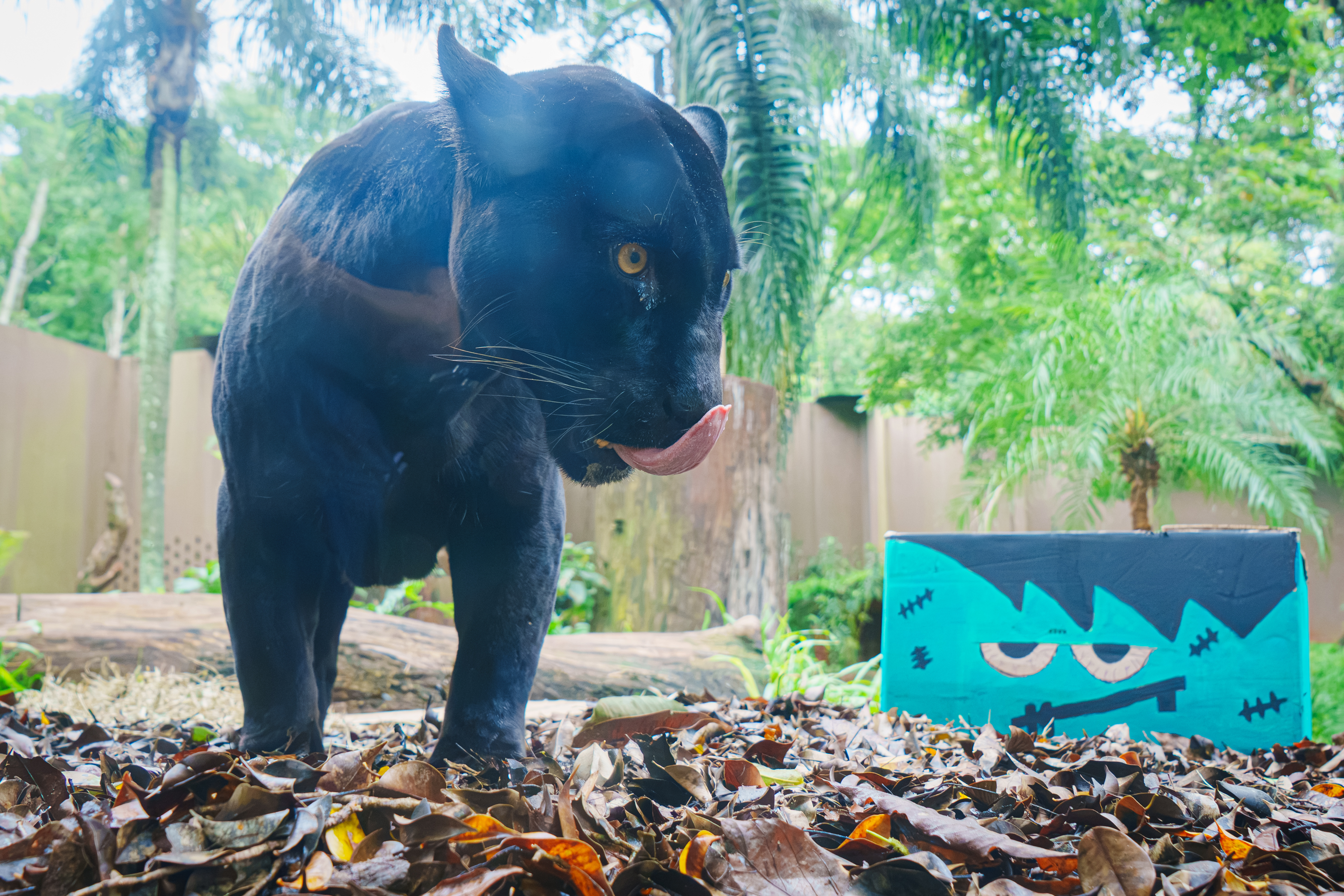 Animais do Refúgio Biológico 'celebram' Dia do Saci e Halloween