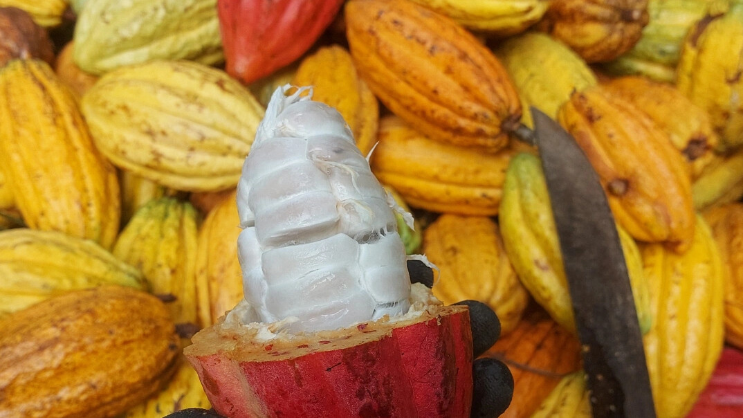 Cacau do Litoral do Paraná pode dar origem a chocolate único