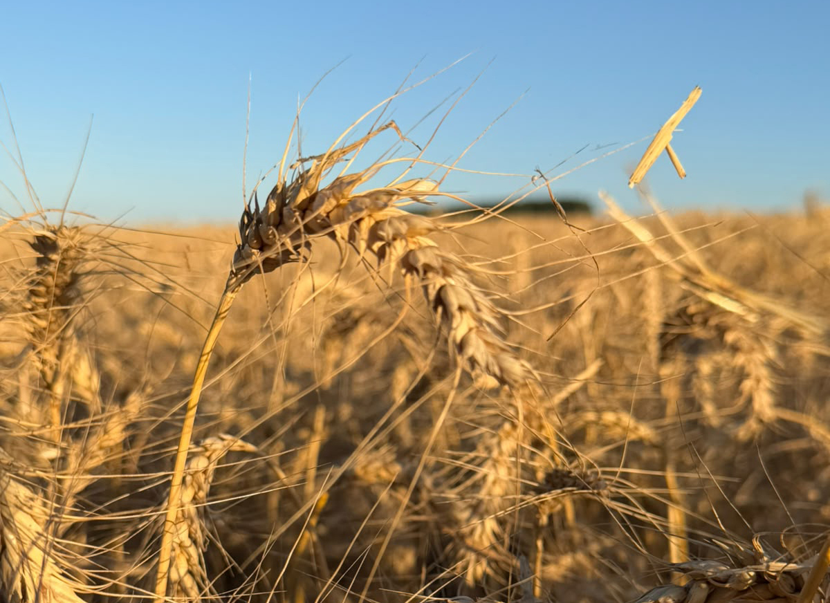Clima provoca recuo na produção de trigo no Paraná