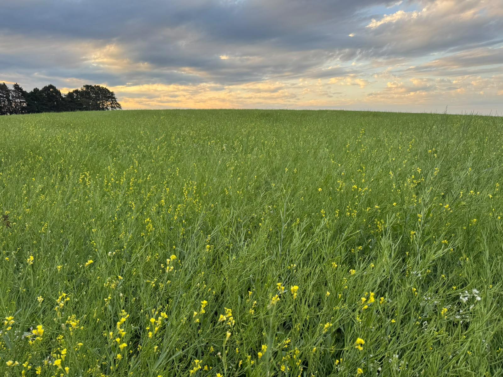 Depois da cana e do milho, carinata pode ocupar espaço de destaque no futuro da agroenergia