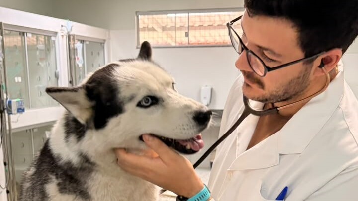 Dirofilariose canina: no coração do problema