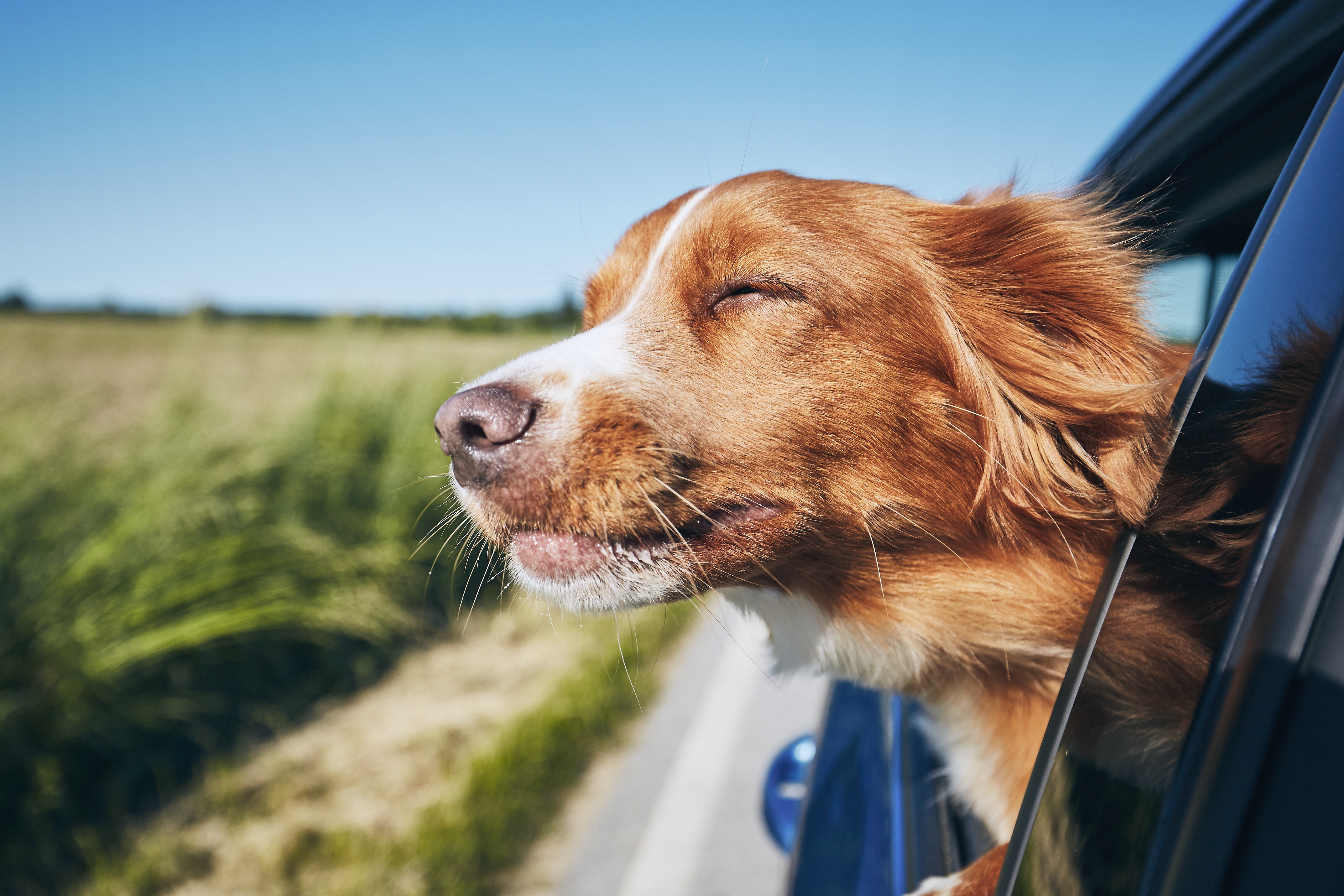 Londrina avança no mercado hoteleiro pet-friendly