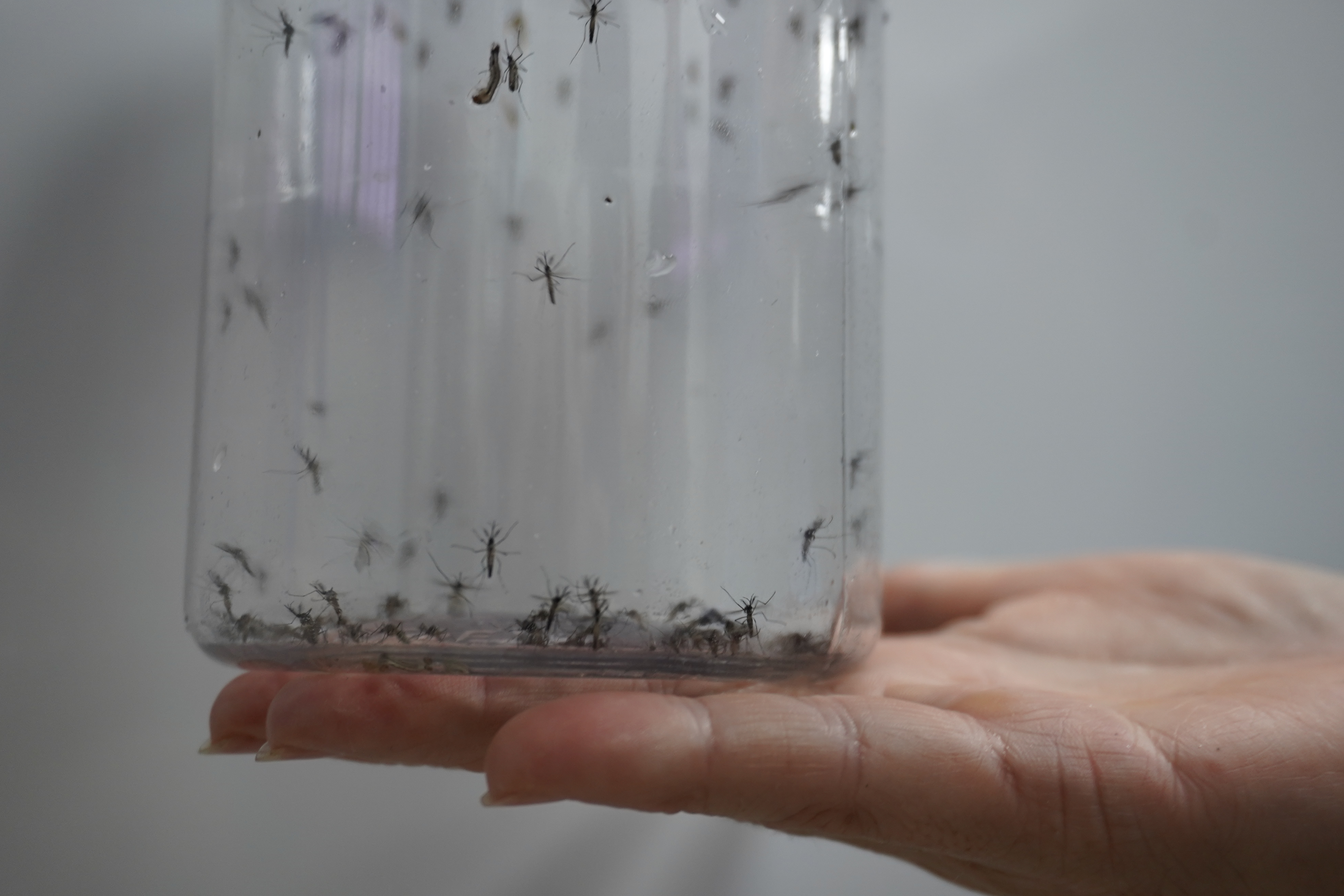 Londrina inicia nova etapa de liberação dos Wolbitos contra dengue