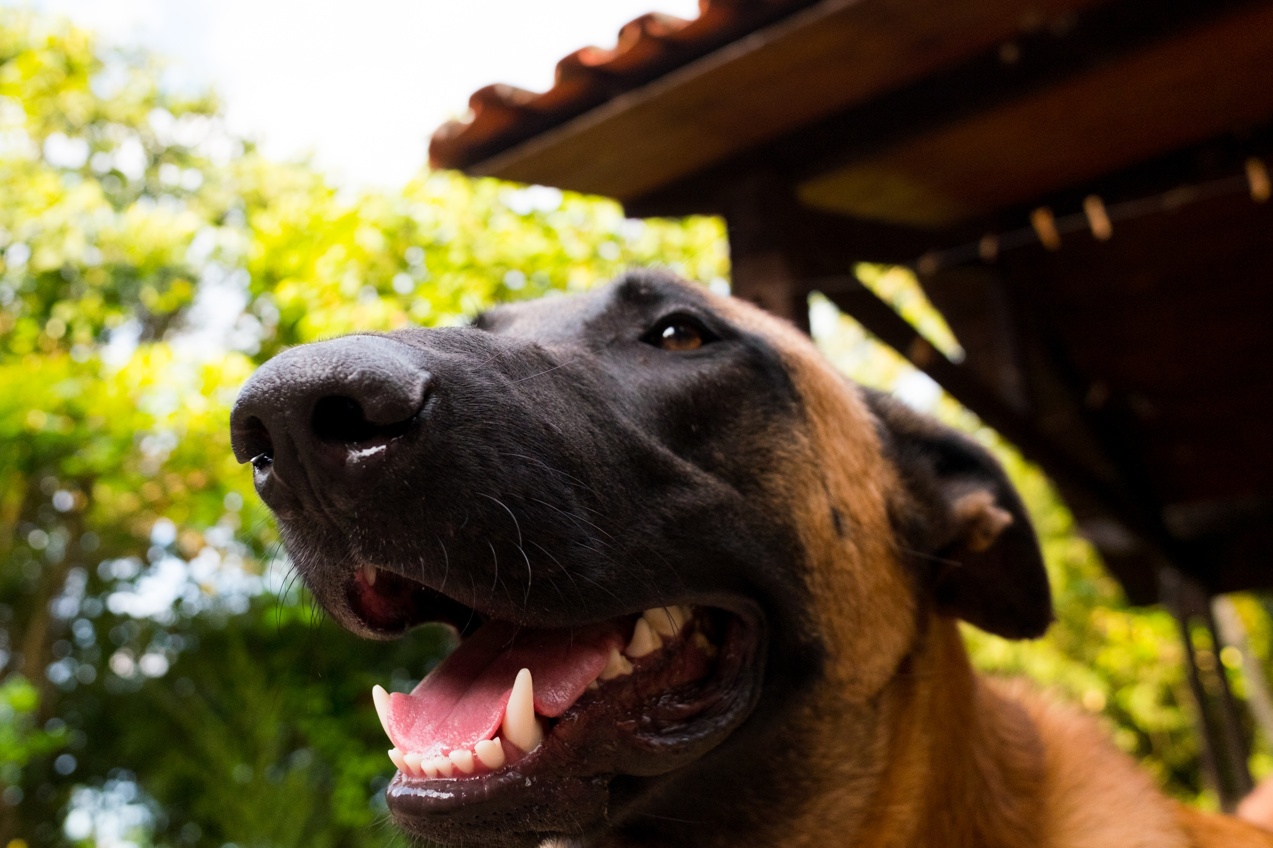 Paraná tem 166 mil animais domésticos cadastrados no SinPatinhas