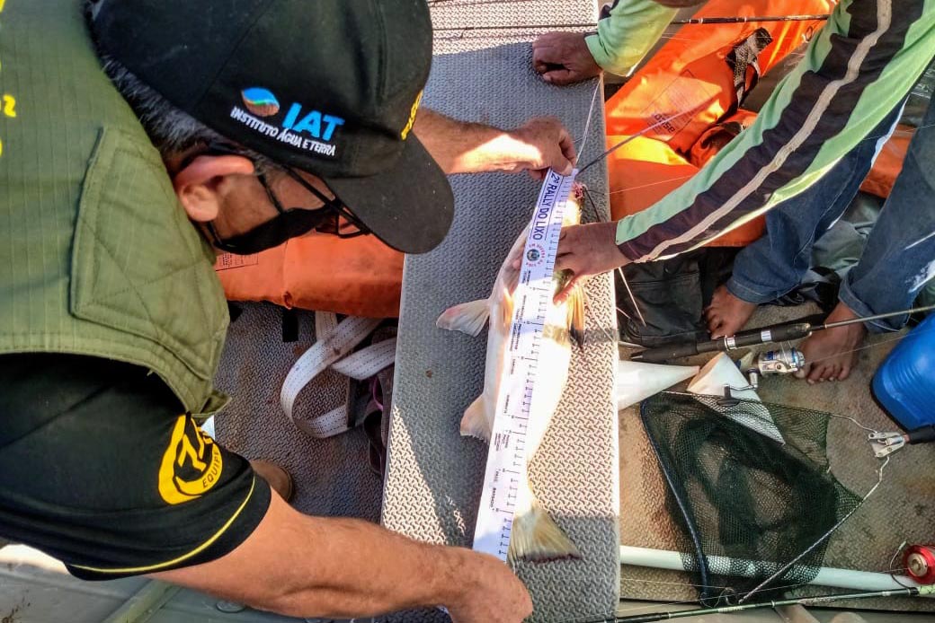 Piracema começa domingo e reforça proteção a peixes nativos no Paraná