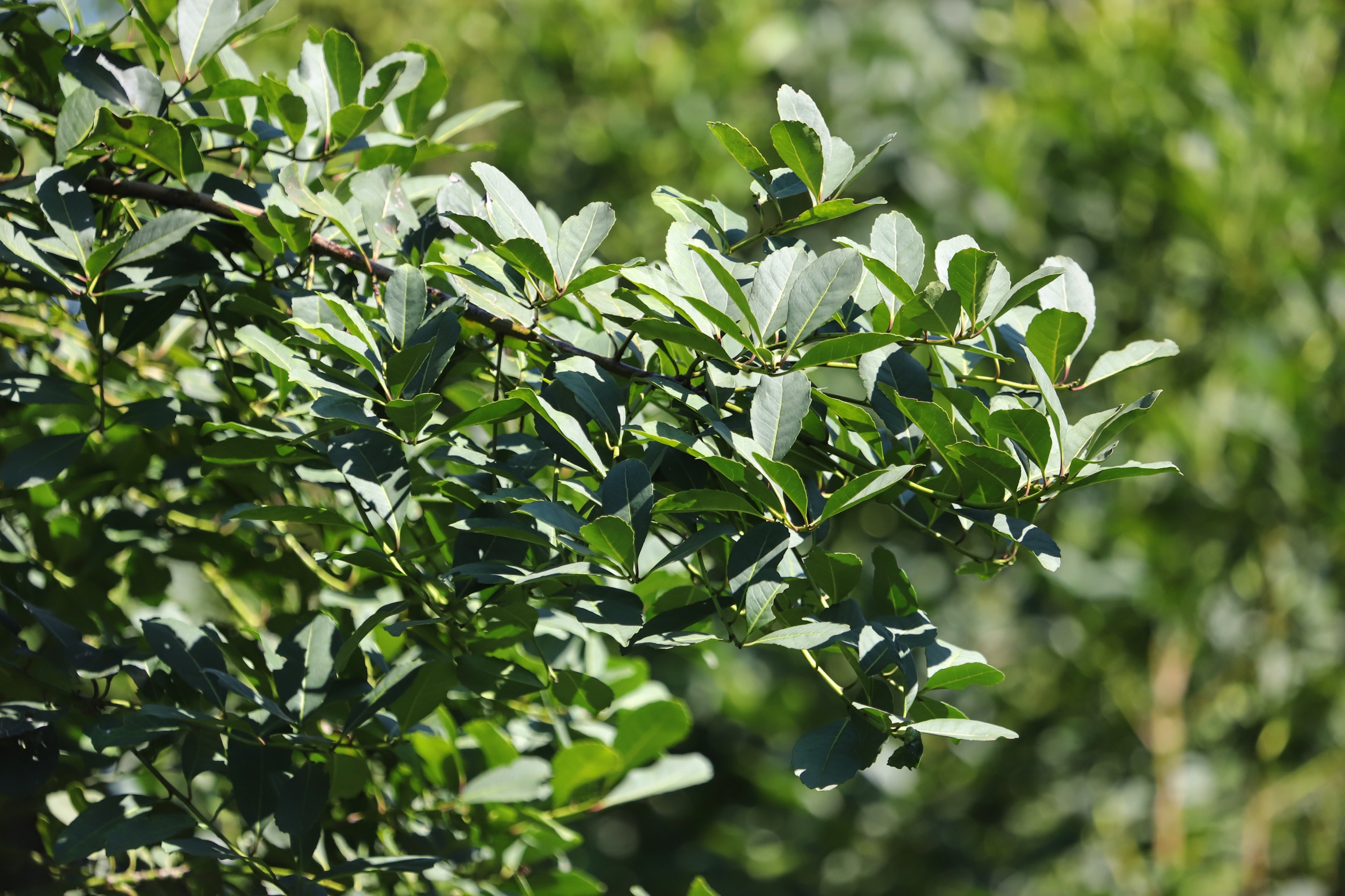 Produção florestal no país alcança recorde de R$ 47,9 bilhões em 2025