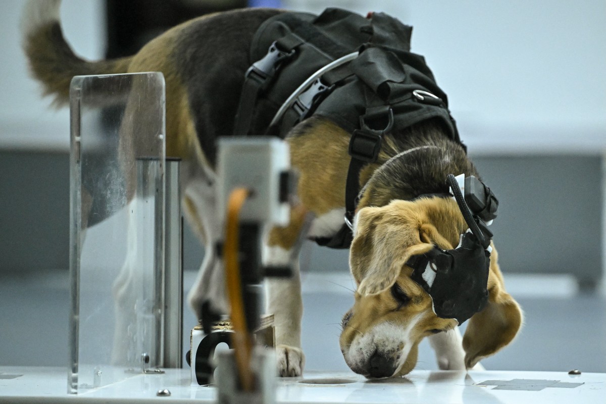 Startup combina olfato canino e IA para buscar sinais de câncer