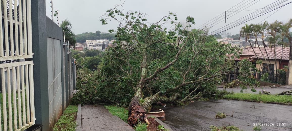 Temporal causa quedas de árvores e deixa 12 mil imóveis sem luz em Arapongas