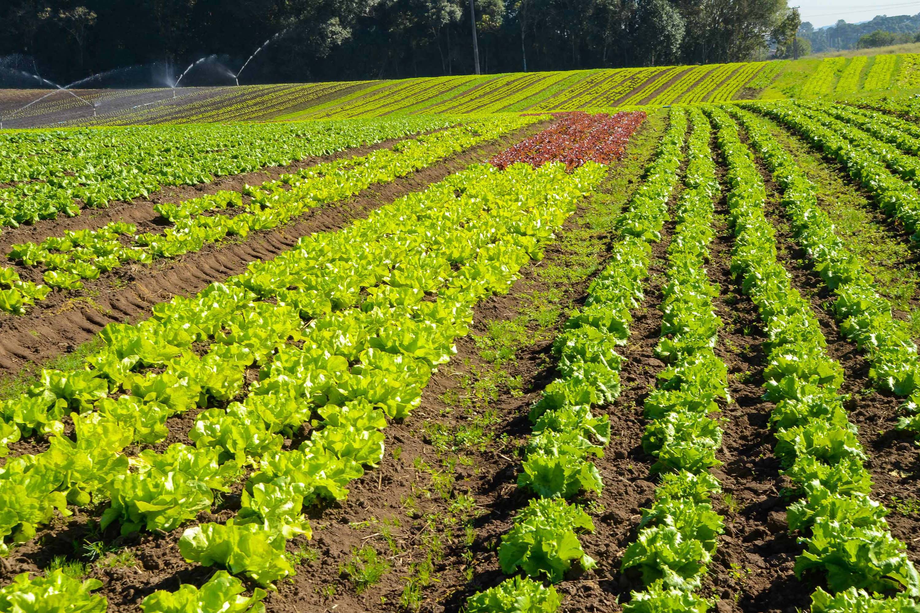 Universidades estaduais auxiliam agricultores familiares na certificação orgânica