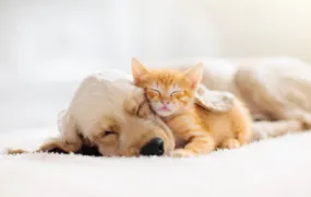 As lições humanizadoras dos animais