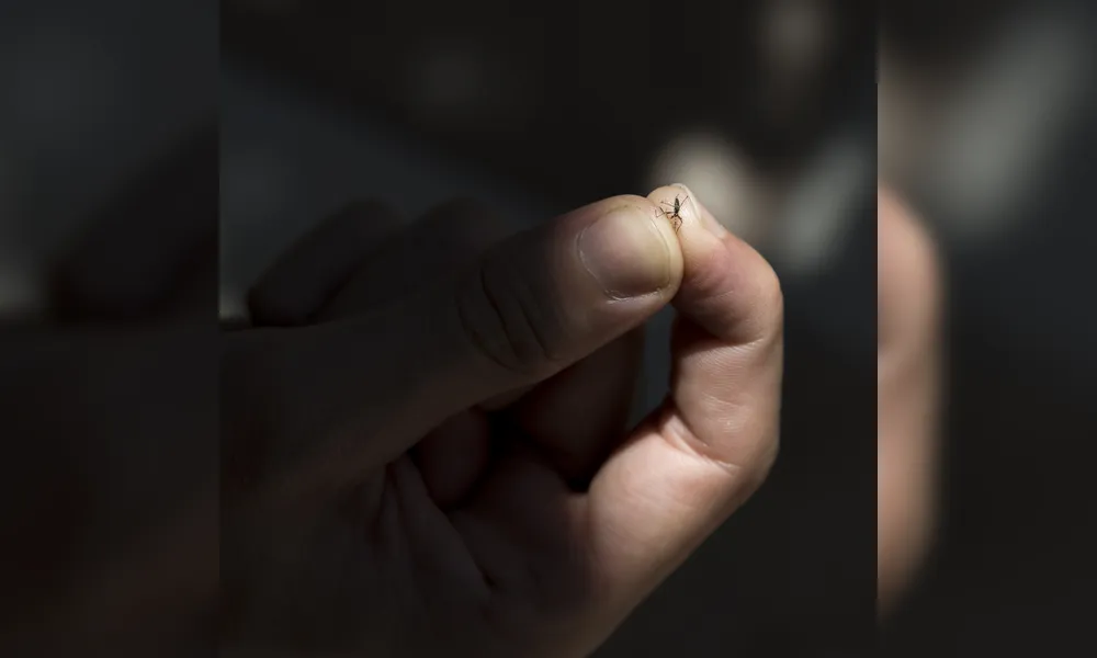 Imagem ilustrativa da imagem Saúde confirma mais duas mortes por dengue em Londrina