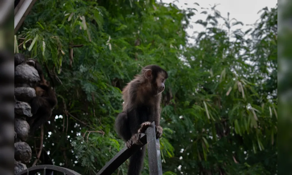 Assessora da Sema observa que os macacos são os mais ousados em sair do parque e interagir com os humanos
