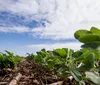 Corte de gastos em Brasília afeta mercado de seguro rural