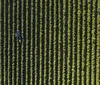 Paraná quer aumentar em 72% a área plantada com café