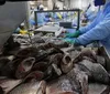 Produtores aprovam compra de perecíveis, mas esperam detalhamento