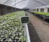 Revitalizado, Viveiro de Ibiporã poderá produzir200 mil mudas/ano