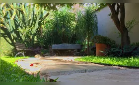 A geada valoriza um velho companheiro de vida, o quintal