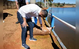 Capivaras são mortas a tiros ou flechadas em Apucarana