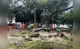 Chuva causa queda de árvores em Londrina