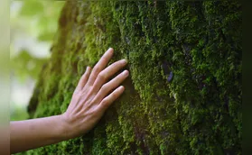 Haicais: a poesia da natureza e outras coisas mais