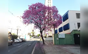 Ipês em Londrina