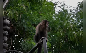 Sema pede que moradores não alimentem animais do Arthur Thomas