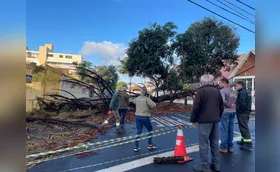 Ventos de 72 km/h em Londrina provocam queda de árvores e energia