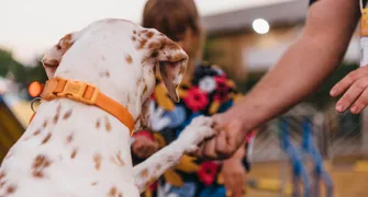 Pista Agility chama atenção do público na ExpoLondrina