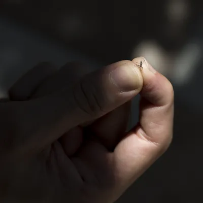 Imagem ilustrativa da imagem Saúde confirma mais duas mortes por dengue em Londrina