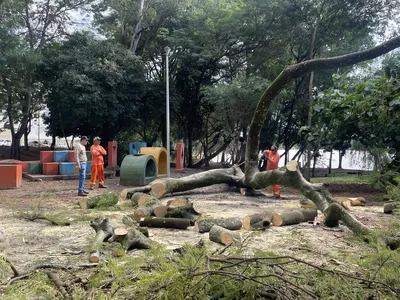 Imagem ilustrativa da imagem Chuva causa queda de árvores em Londrina