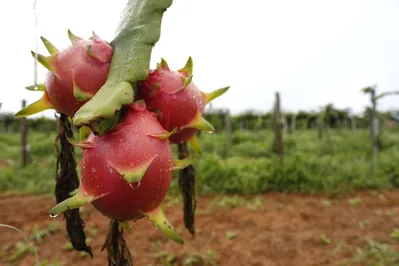 Imagem ilustrativa da imagem Com 10% de participação, Carlópolis lidera produção de pitaia