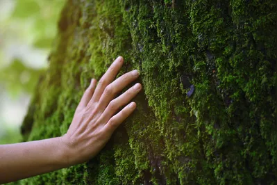 Imagem ilustrativa da imagem Haicais: a poesia da natureza e outras coisas mais