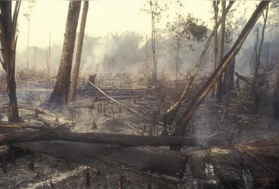 Imagem ilustrativa da imagem STF permite desapropriação de terra por incêndio ilegal e desmata