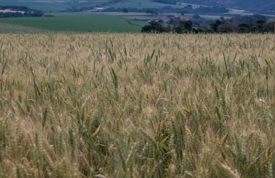 Imagem ilustrativa da imagem Seab confirma perda no milho e estima impacto no trigo após geada