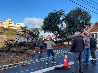 Imagem ilustrativa da imagem Ventos de 72 km/h em Londrina provocam queda de árvores e energia