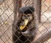 Cinco macacos-prego fogem do Bosque de Apucarana