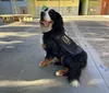 Herói de quatro patas, Bello visita escolas de Londrina
