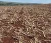 Temporais deixam 31 mil hectares de soja em condição ruim