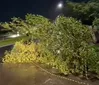 Temporal causa 126 quedas de árvore e deixa 10 mil imóveis sem luz em Londrina