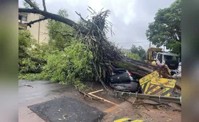 Árvore cai e atinge carro estacionado na Avenida JK