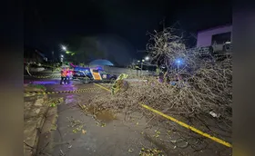 Chuva e vento causam queda de árvores em Londrina