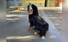 Herói de quatro patas, Bello visita escolas de Londrina