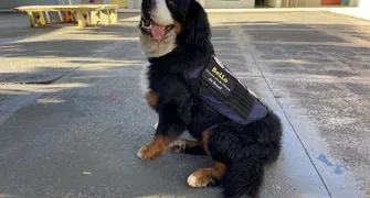 Herói de quatro patas, Bello visita escolas de Londrina