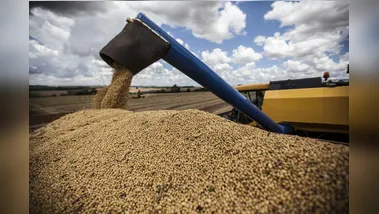 Uma das principais culturas de verão, a soja registrou aumento de produtividade, contribuindo para a recomposição do valor gerado pela agropecuária paranaense