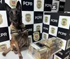 Cão policial vira celebridade após apreender droga em Maringá
