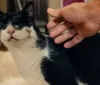 Gata do filme 'O Agente Secreto' ganha prêmio internacional