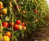 Agricultura orgânica luta contra precariedade estatística