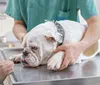 Alep cria semana de conscientização sobre saúde de animais idosos